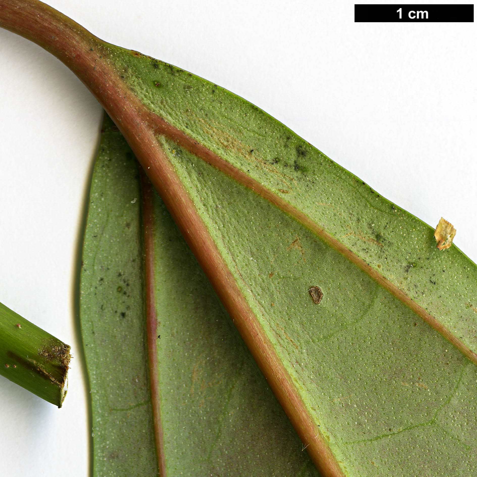 High resolution image: Family: Adoxaceae - Genus: Viburnum - Taxon: WWJ 12012